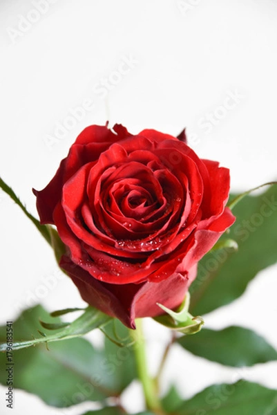 Fototapeta 赤い薔薇