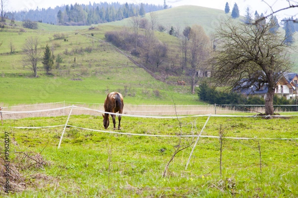 Obraz beautiful meadow with a horse on the mountains in the spring time