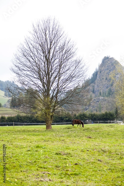 Obraz beautiful meadow with a horse on the mountains in the spring time