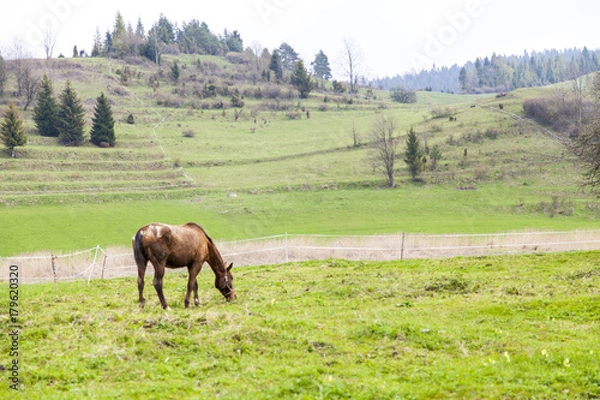 Obraz beautiful meadow with a horse on the mountains in the spring time