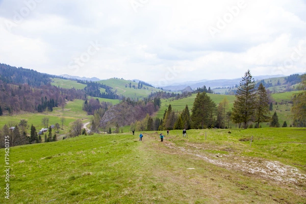 Obraz beautiful meadow on the mountains in the spring time