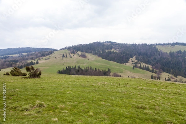 Obraz beautiful meadow on the mountains in the spring time