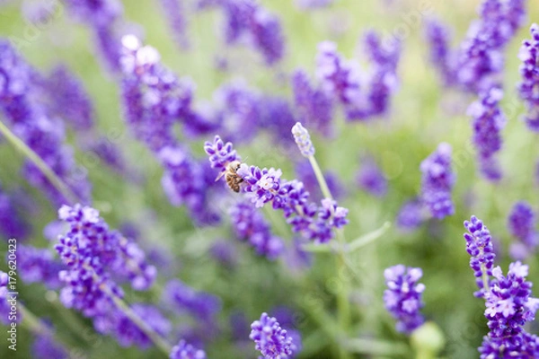 Obraz fields of lavender on the summer time