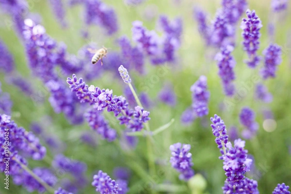 Obraz fields of lavender on the summer time