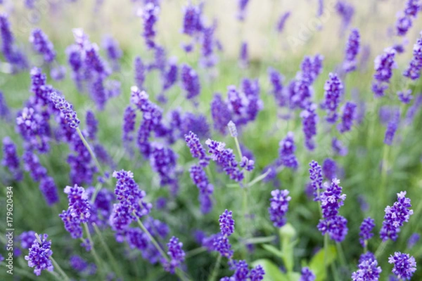 Obraz fields of lavender on the summer time