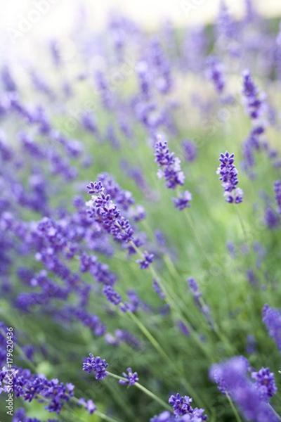Obraz fields of lavender on the summer time