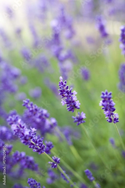 Obraz fields of lavender on the summer time