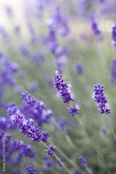 Obraz fields of lavender on the summer time