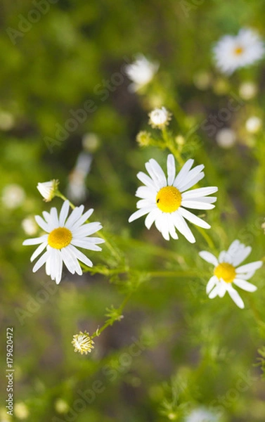 Obraz daisy on the meadow