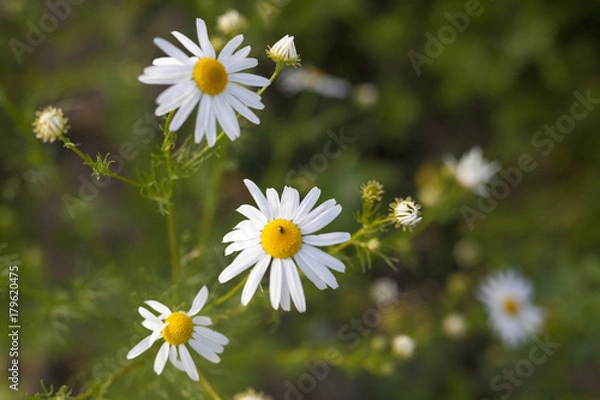 Obraz daisy on the meadow
