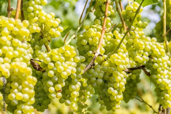 Fototapeta white grapes closeup