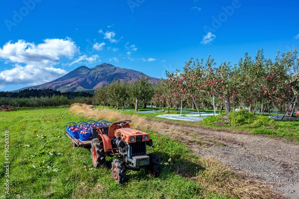 Obraz 【青森県弘前市りんご】岩木山麓津軽の秋、りんご園は収穫中