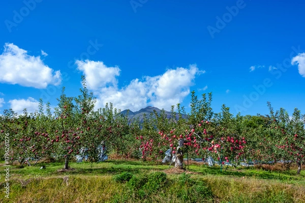 Obraz 【青森県弘前市りんご】岩木山麓津軽の秋、りんご園は収穫中