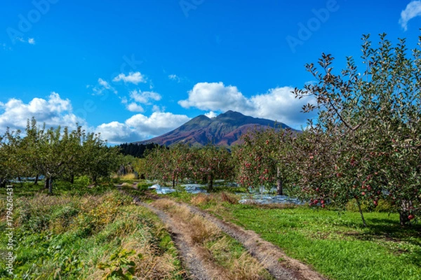 Obraz 【青森県弘前市りんご】岩木山麓津軽の秋、りんご園は収穫中