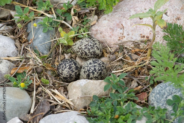 Obraz Killdeer eggs nest