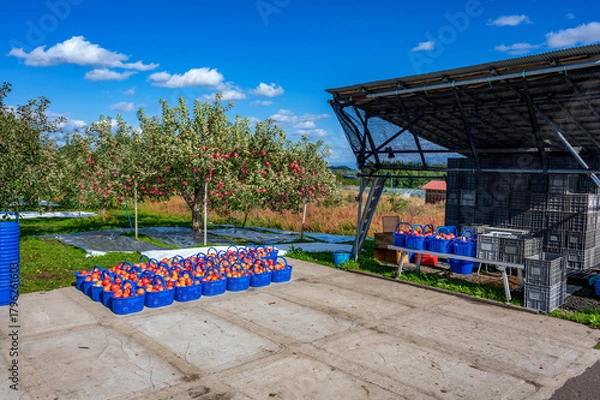 Obraz 秋晴れの下、りんご園は収穫の最中