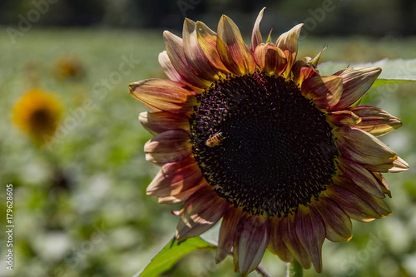 Fototapeta Sunflowers