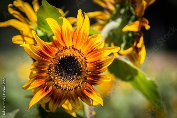 Fototapeta Sunflowers