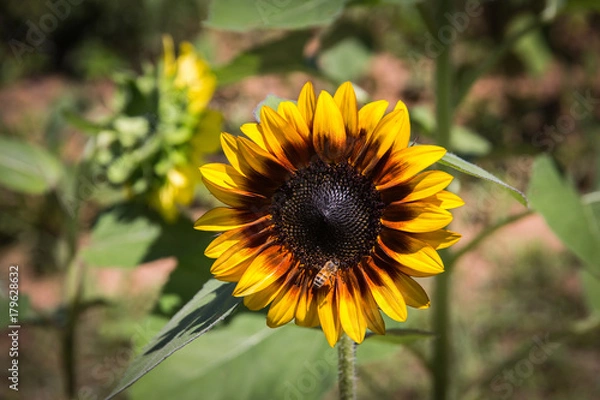 Fototapeta Sunflowers