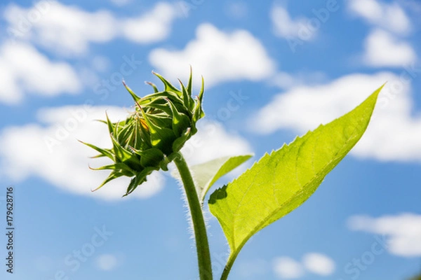 Fototapeta Sunflowers