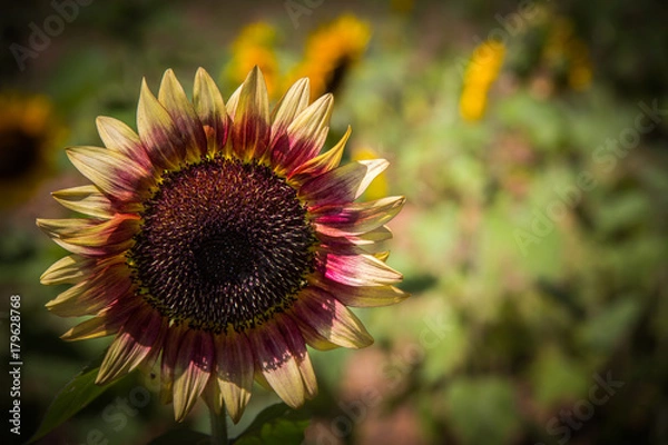 Fototapeta Sunflowers