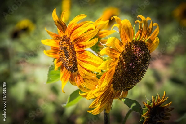 Fototapeta Sunflowers