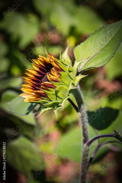 Fototapeta Sunflowers