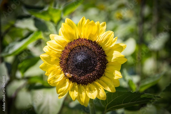 Fototapeta Sunflowers