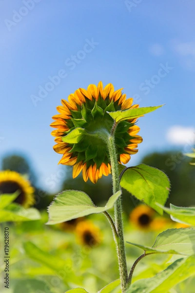 Fototapeta Sunflowers
