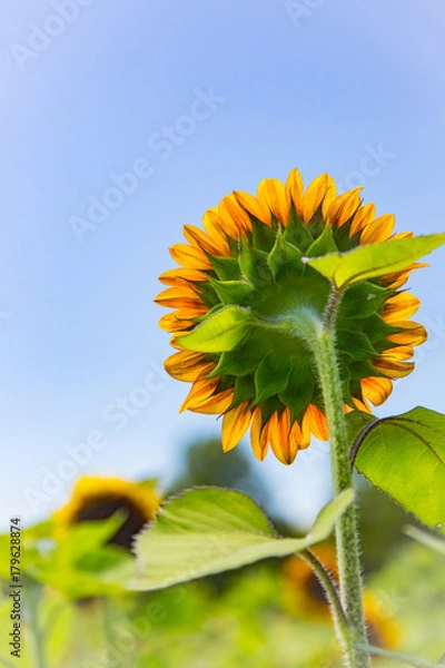 Fototapeta Sunflowers