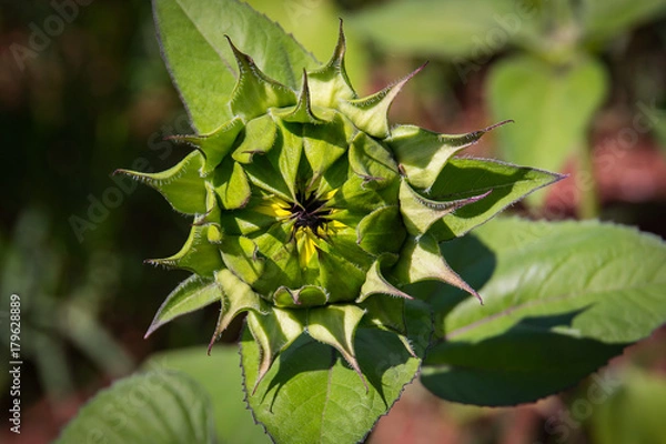 Fototapeta Sunflowers