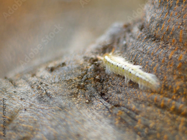 Obraz The worm, caterpillar, a worm on a tree.