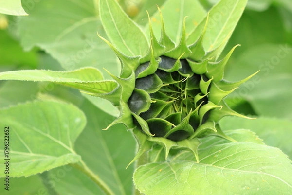 Obraz これから咲くまだみどりのひまわり