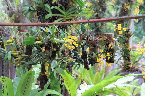 Obraz Yellow orchid blossom blooming or dendrobium lindleyi steud  hanging on steel line decorative in natural garden background