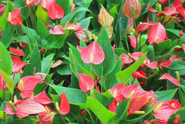 Fototapeta Red flamingo flowers field or anthurium blooming with geen leaf background