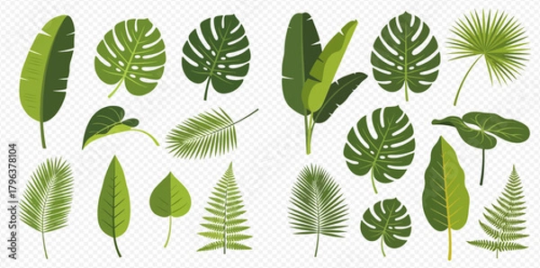 Fototapeta A collection of various green tropical leaves, including monstera, banana, palm, and fern, in a flat vector illustration style.