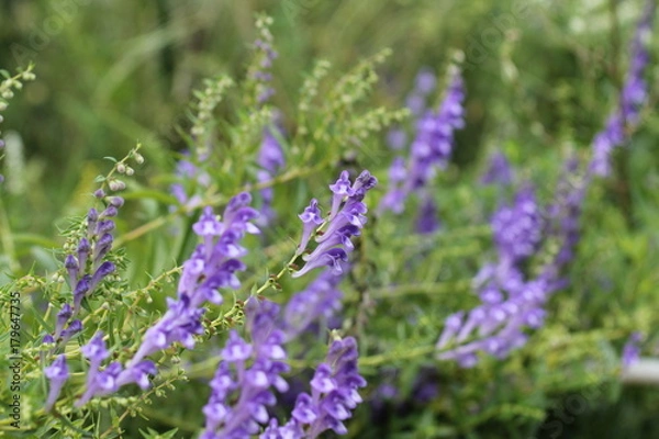 Obraz コガネバナ