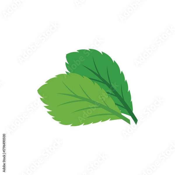 Obraz Simple mint logo leaf vector and symbol