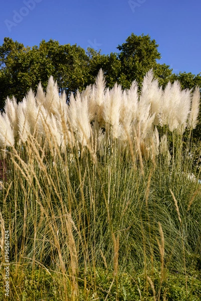 Obraz Fluffy Pampas Grass Plumes