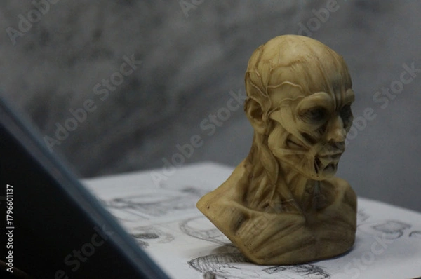Obraz Anatomy sculpture of human head on detailed drawing