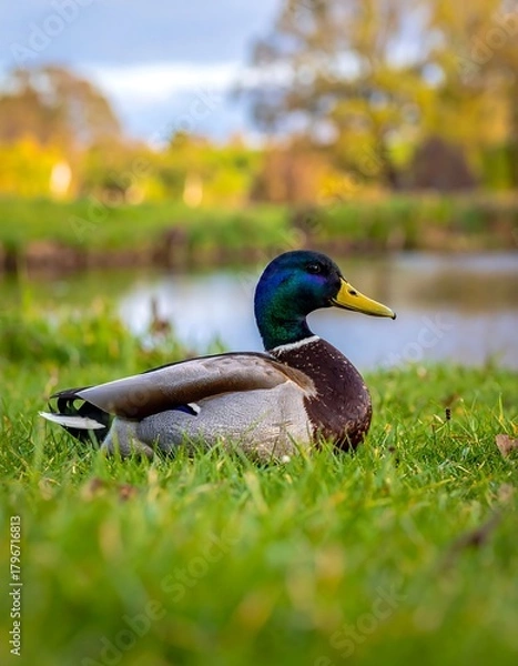 Fototapeta A mallard duck rests in vibrant green grass, its colorful plumage catching the light near a serene pond and blurred trees