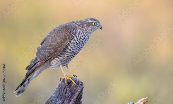 Obraz Eurasian Sparrowhawk - young male at the wet forest in autumn