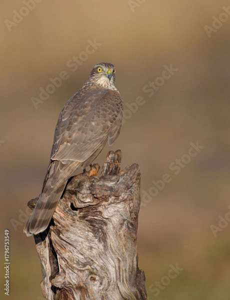 Fototapeta Eurasian Sparrowhawk - young male at the wet forest in autumn