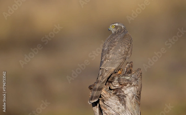 Fototapeta Eurasian Sparrowhawk - young male at the wet forest in autumn