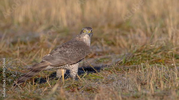 Fototapeta Eurasian Sparrowhawk - young male at the wet forest in autumn