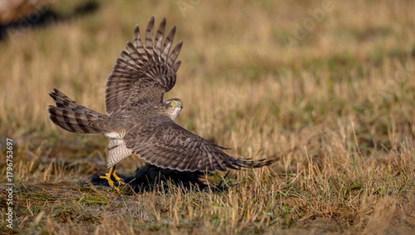 Fototapeta Eurasian Sparrowhawk - young male at the wet forest in autumn