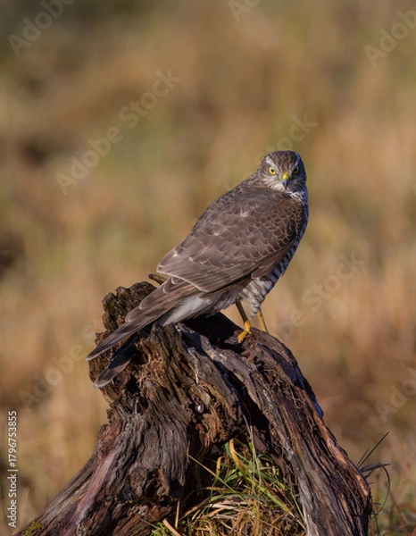 Fototapeta Eurasian Sparrowhawk - young male at the wet forest in autumn
