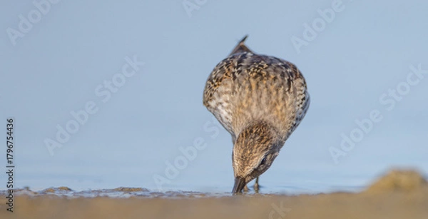 Fototapeta Dunlin - at a seashore on the autumn migration way