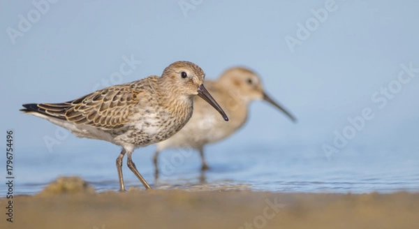 Fototapeta Dunlin - at a seashore on the autumn migration way