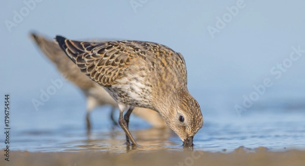 Fototapeta Dunlin - at a seashore on the autumn migration way